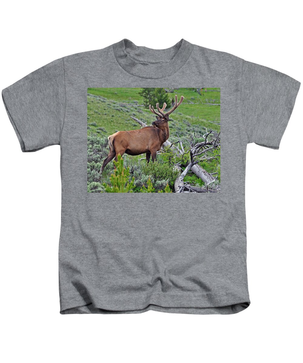 Yellowstone Kids T-Shirt featuring the photograph The King by Randall Dill