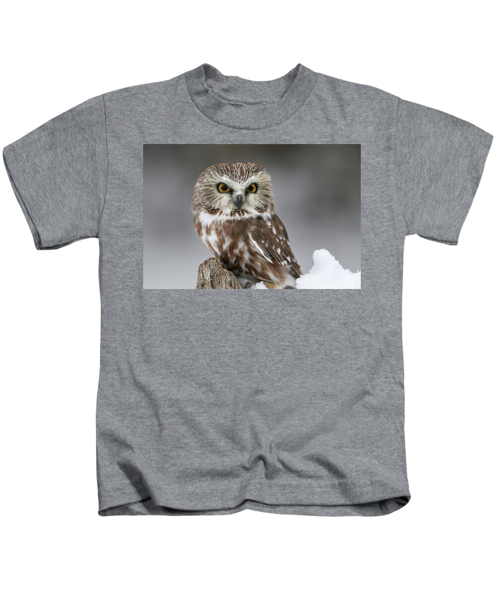 Owl Kids T-Shirt featuring the photograph Northern Saw-whet Owl Portrait #1 by Teresa Wilson