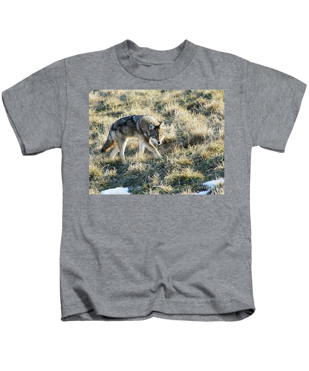 Coyote Kids T-Shirt featuring the photograph Coyote Stalking Prey by Ilene Hoffman