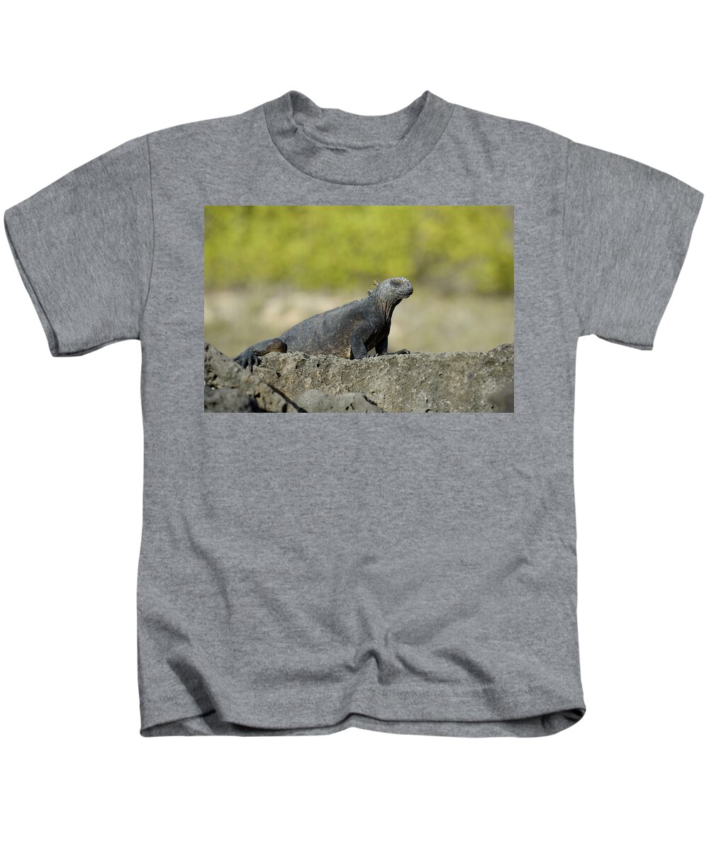 Republic Of Ecuador Kids T-Shirt featuring the photograph Marine Iguana, Amblyrhynchus cristatus, Santa Cruz Island, Galapagos Islands, Ecuador by Kevin Oke