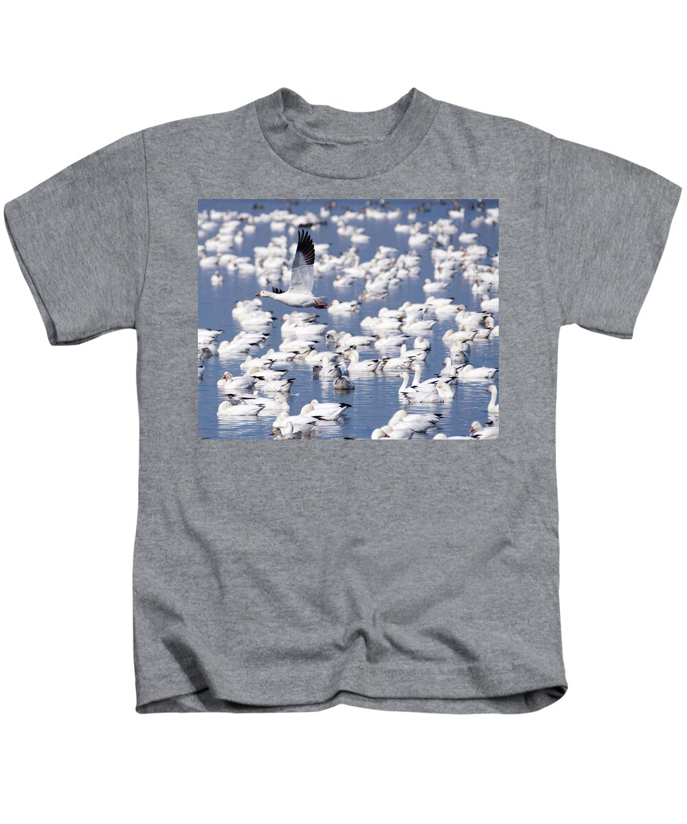 Snow Goose Kids T-Shirt featuring the photograph Snow Goose over Flock by Flinn Hackett