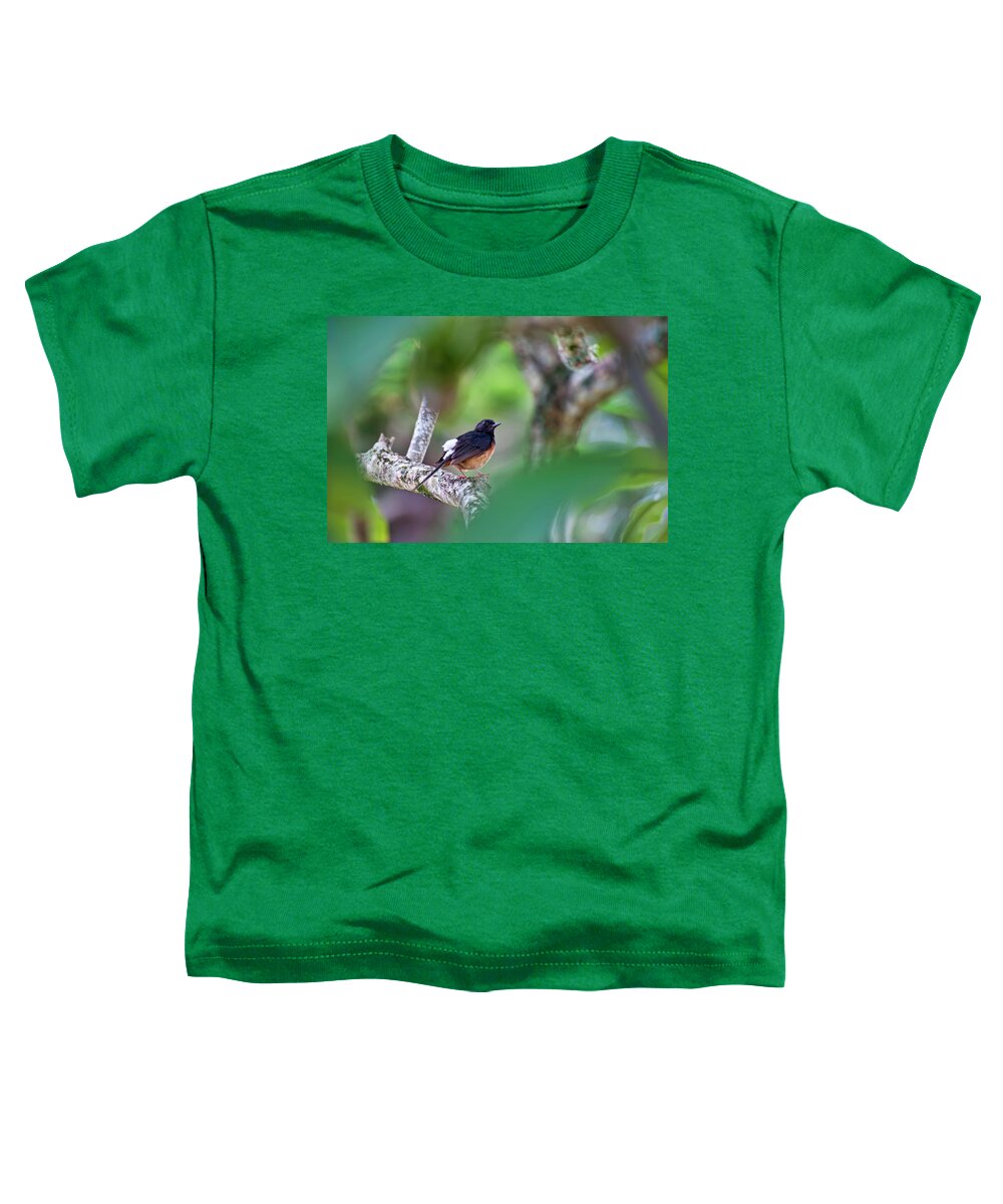 white Rumped Shama Toddler T-Shirt featuring the photograph White-Rumped Shama by Dan McManus