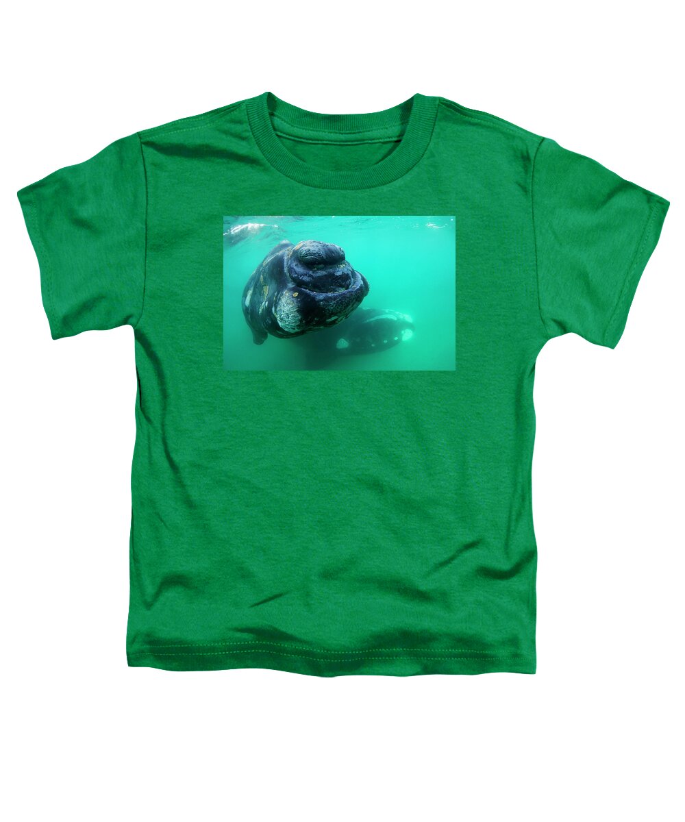 00586974 Toddler T-Shirt featuring the photograph Southern Right Whale Pair by Hiroya Minakuchi