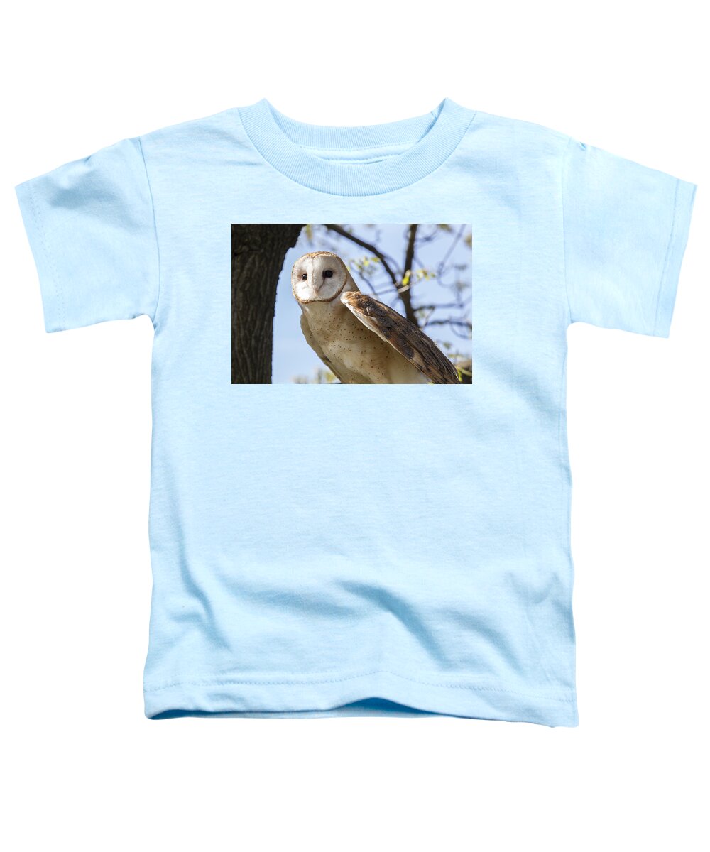 Alba Toddler T-Shirt featuring the photograph Barn Owl #1 by Jack R Perry