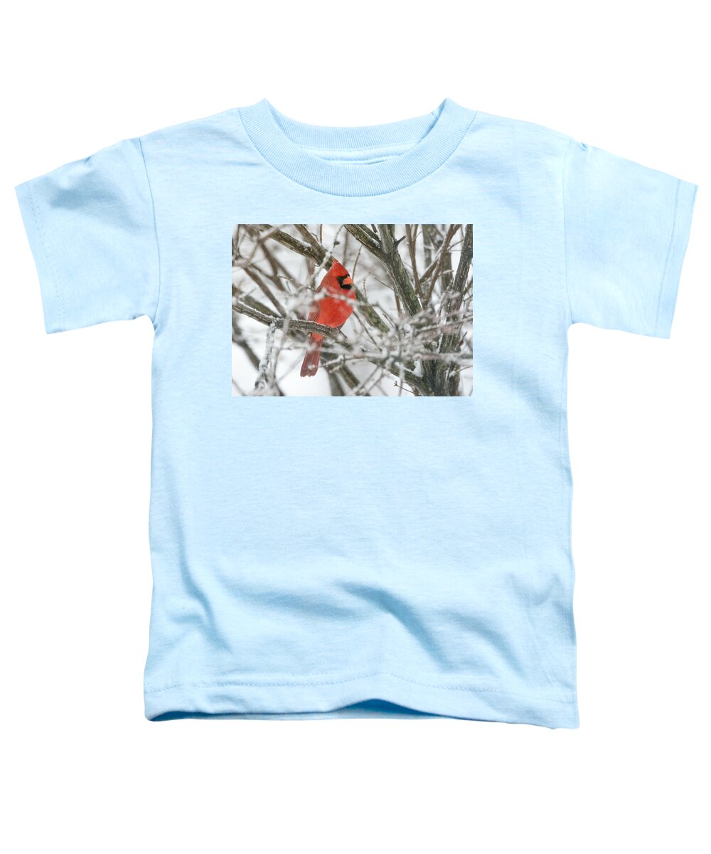 Jan Holden Toddler T-Shirt featuring the photograph Cardinal in the Snow #2 by Holden The Moment