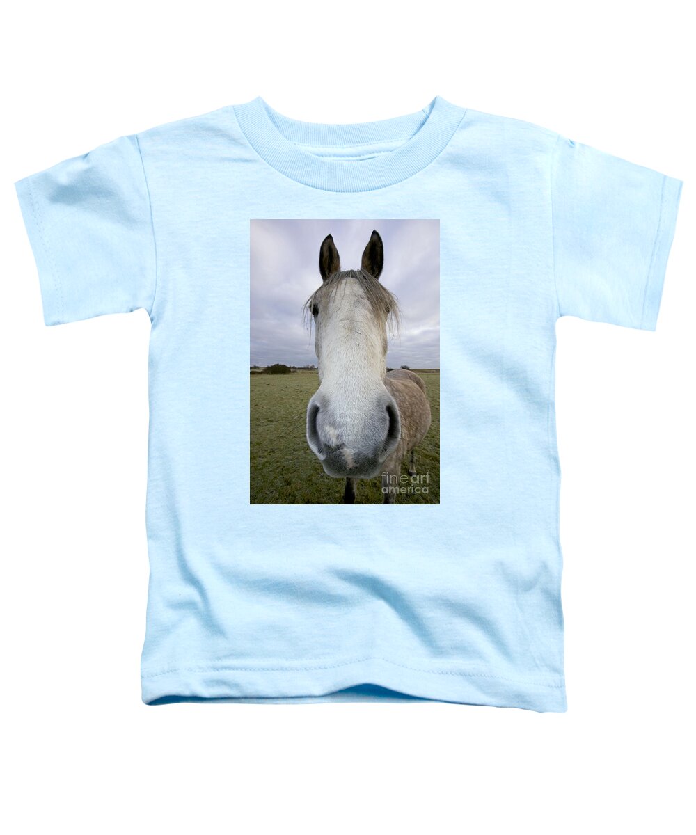 Arab Horse Toddler T-Shirt featuring the photograph Arab Horse by John Cancalosi