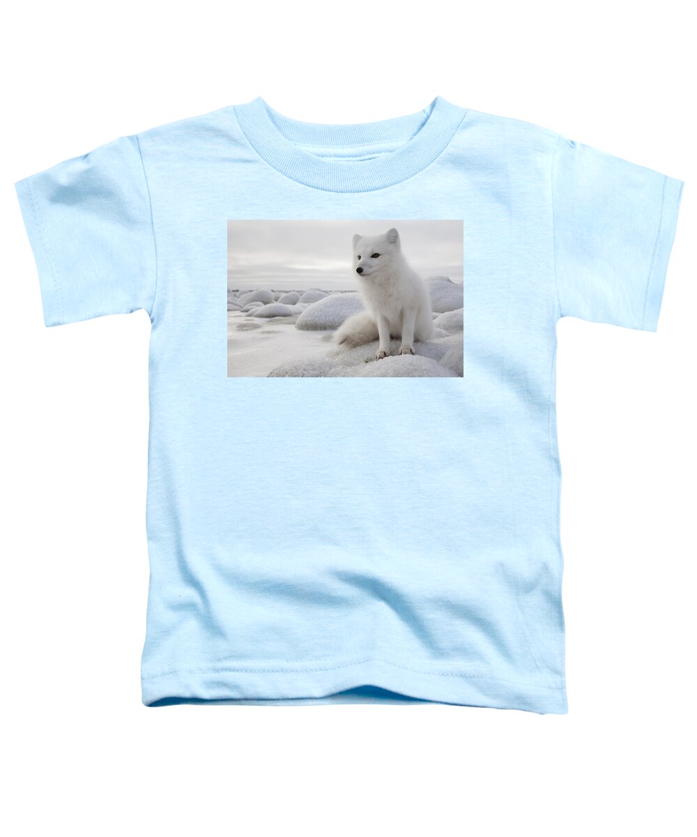 Feb0514 Toddler T-Shirt featuring the photograph Arctic Fox On Frozen Tundra Churchill by Matthias Breiter