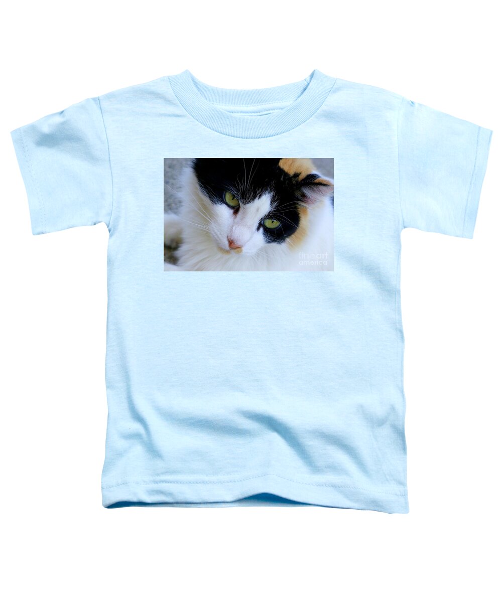 White Cats Toddler T-Shirt featuring the photograph Calico 1 by Mary Deal