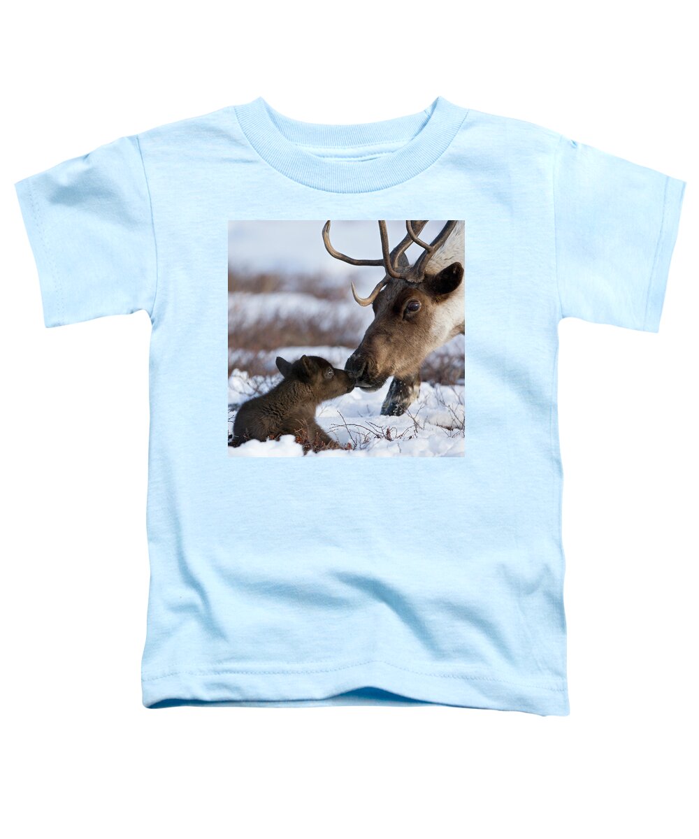 00782253 Toddler T-Shirt featuring the photograph Caribou Mother Nuzzling Calf by Sergey Gorshkov