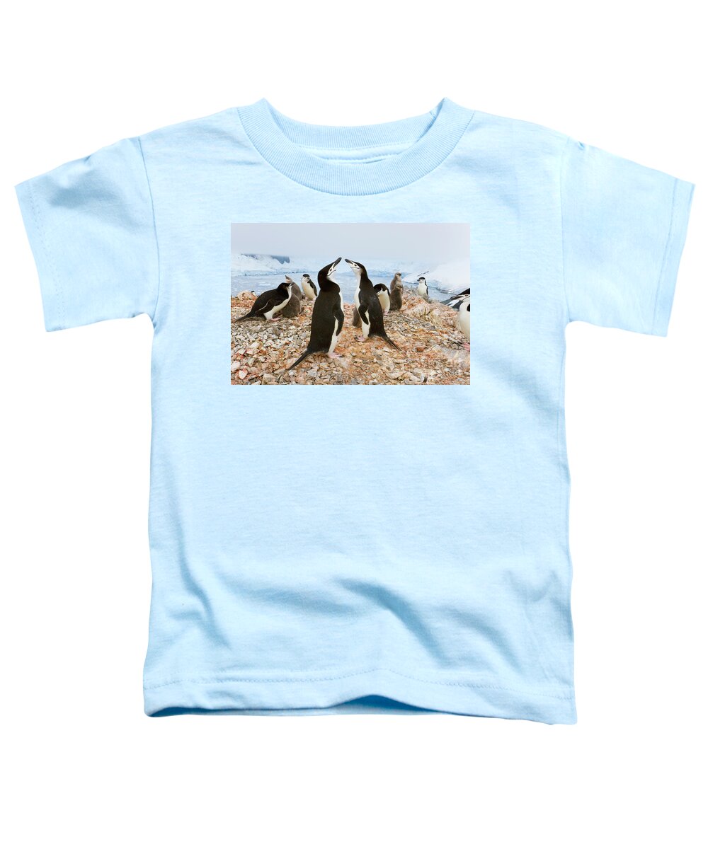 00345557 Toddler T-Shirt featuring the photograph Chinstrap Penguin Colony at Spigot Point by Yva Momatiuk John Eastcott