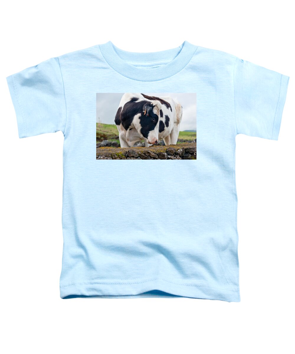 Agriculture Toddler T-Shirt featuring the photograph Cow With Head Turned by Joseph Amaral