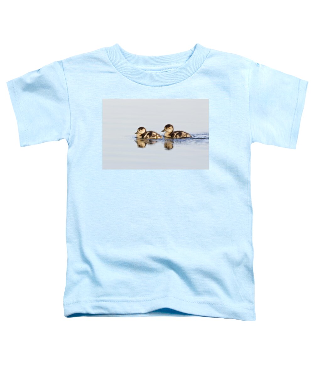 Flpa Toddler T-Shirt featuring the photograph Egyptian Goose Goslings River Thames by Dickie Duckett