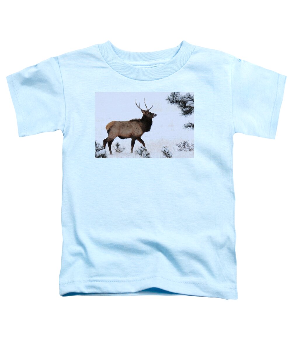 Colorado Toddler T-Shirt featuring the photograph Elk Walking in the Snow by Marilyn Burton