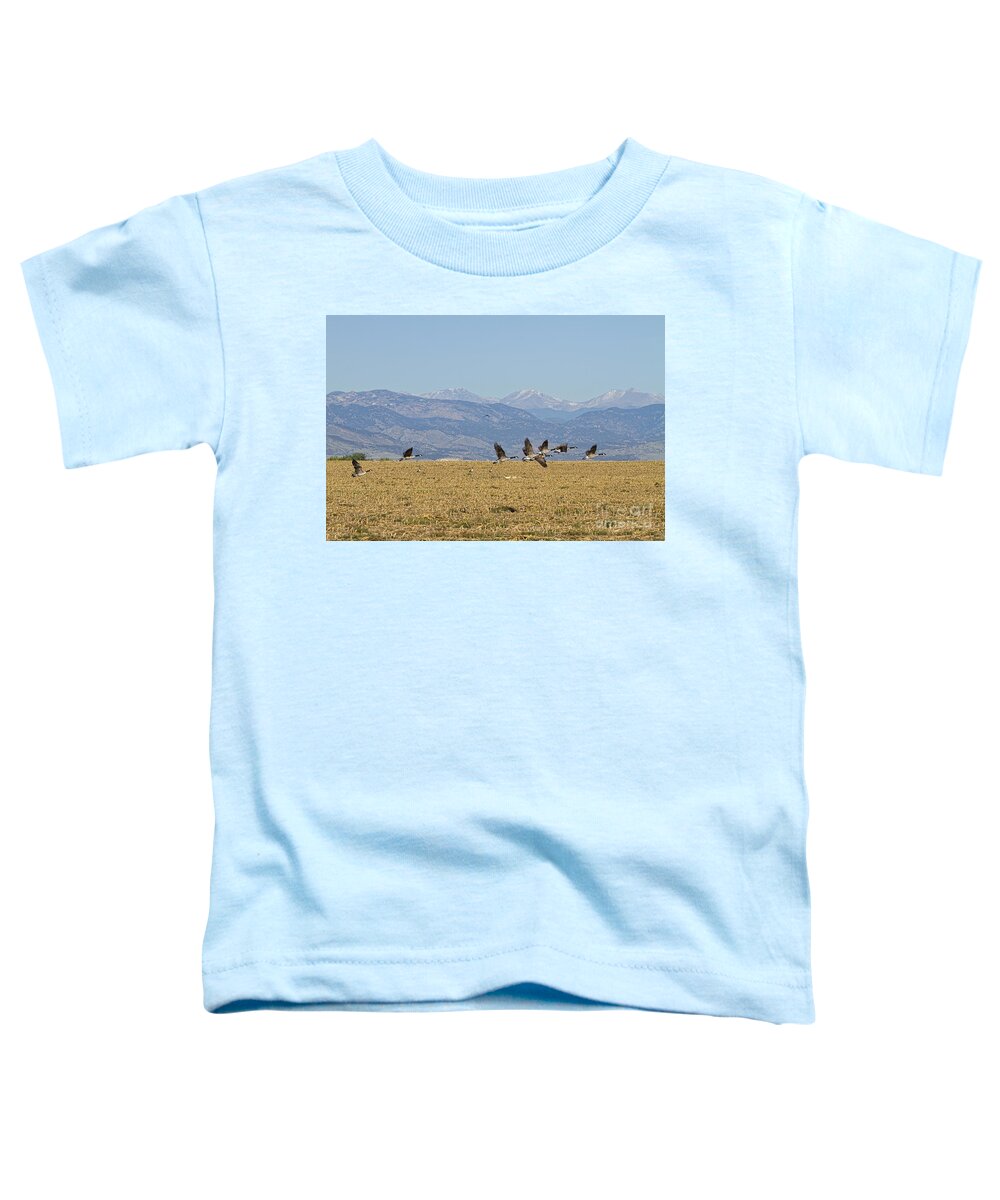 Cackling Goose Toddler T-Shirt featuring the photograph Flying Canadian Geese Colorado Rocky Mountains 1 by James BO Insogna