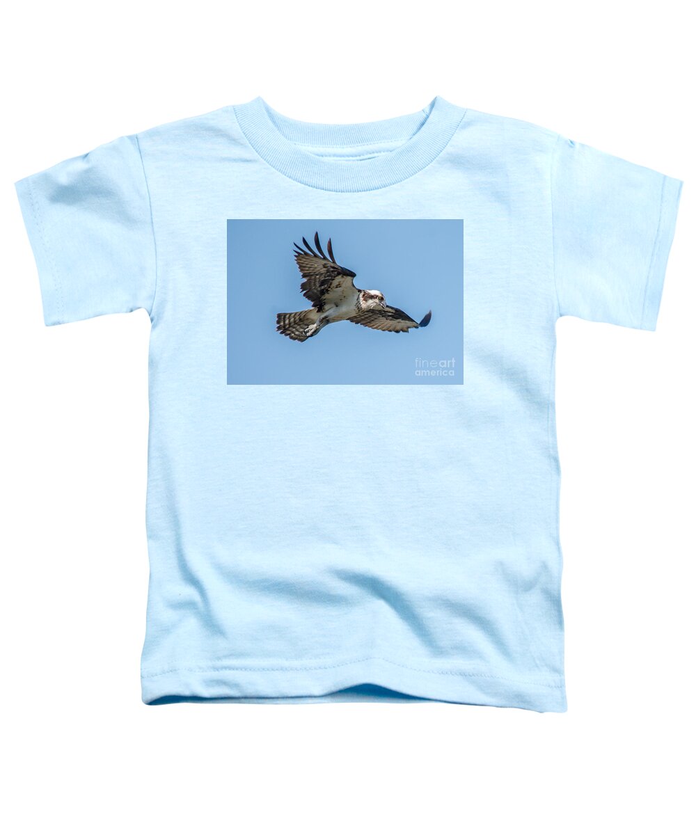 Raptor Toddler T-Shirt featuring the photograph Hunting Osprey by Cheryl Baxter