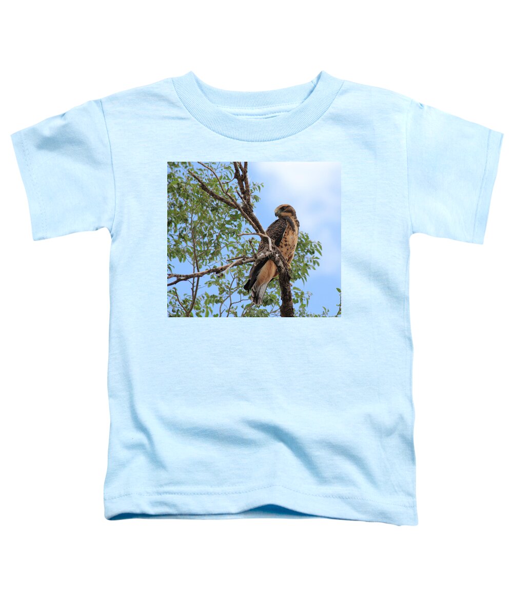 Hawk Toddler T-Shirt featuring the photograph Juvenile Hawk by Shane Bechler