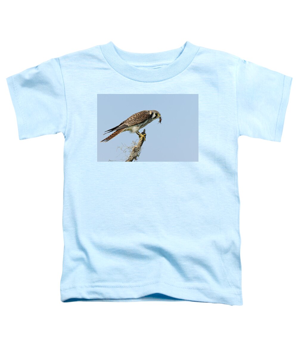 Kestrel Toddler T-Shirt featuring the photograph Kestrel with a cricket by Bradford Martin