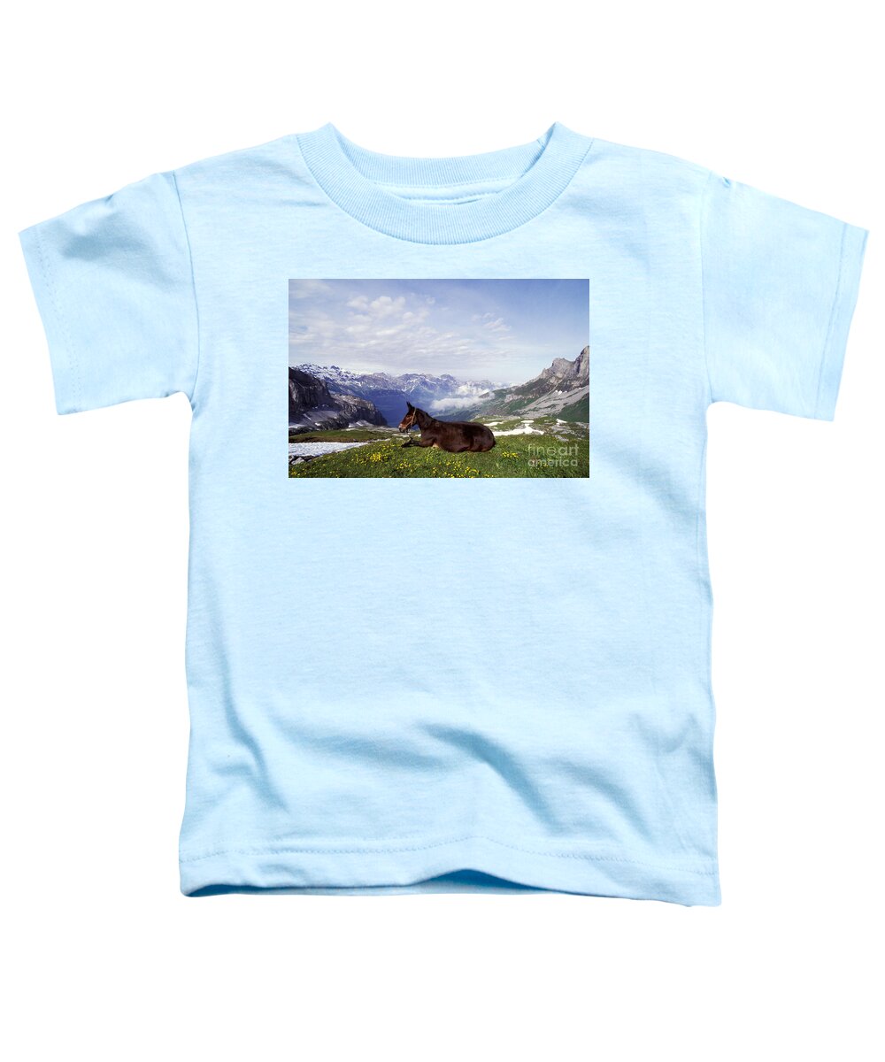 Horse Toddler T-Shirt featuring the photograph Mule Lying Down In Alpine Meadow by Rolf Kopfle