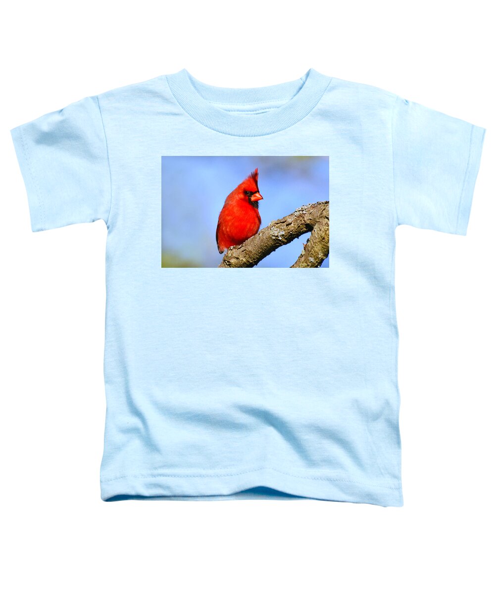 Northern Cardinal Toddler T-Shirt featuring the photograph Northern Cardinal by Christina Rollo