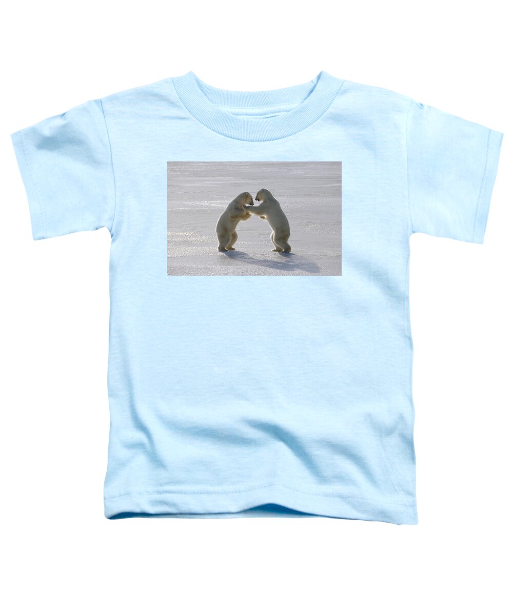 Feb0514 Toddler T-Shirt featuring the photograph Polar Bear Pair Sparring Churchill by Flip Nicklin
