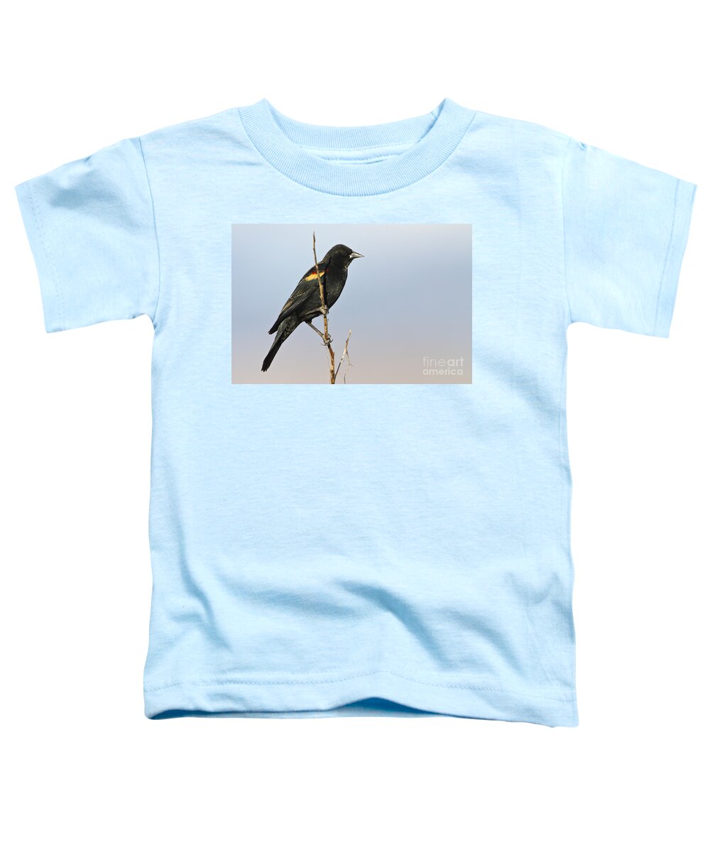 Red Wing Blackbird Toddler T-Shirt featuring the photograph Ring-Winged Blackbird on stick by Bryan Keil