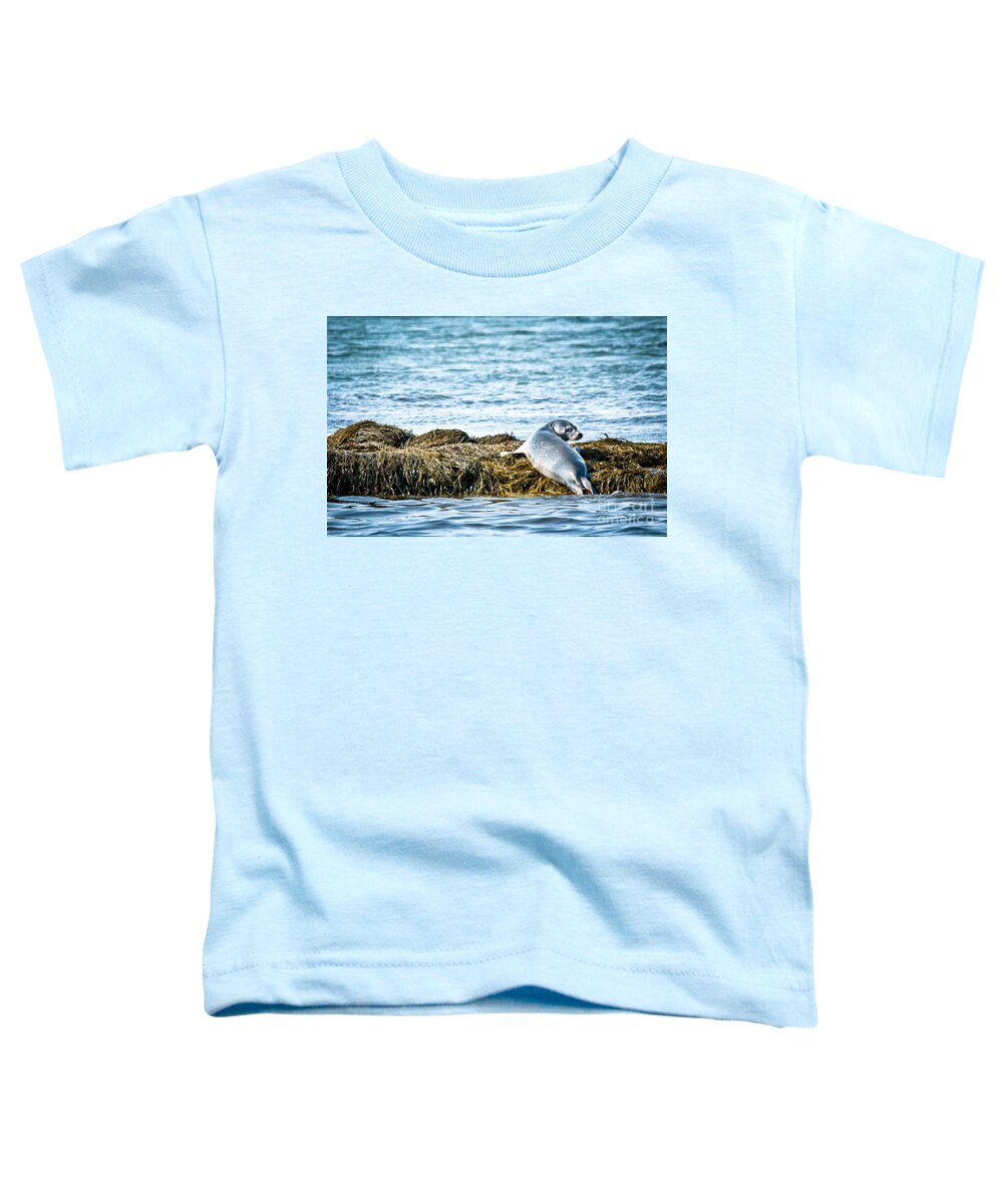  Toddler T-Shirt featuring the photograph Sweet Seal by Cheryl Baxter