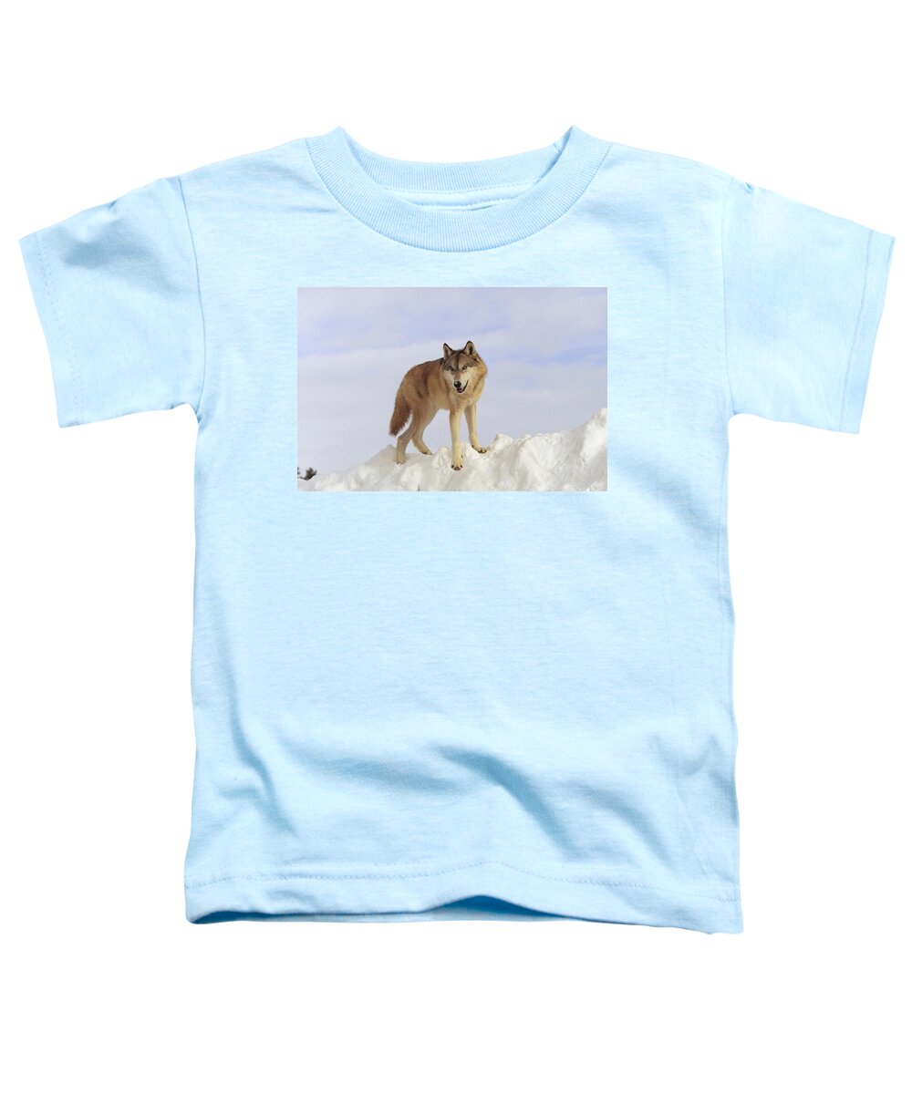 Feb0514 Toddler T-Shirt featuring the photograph Timber Wolf Atop Snow Bank Montana by Tim Fitzharris