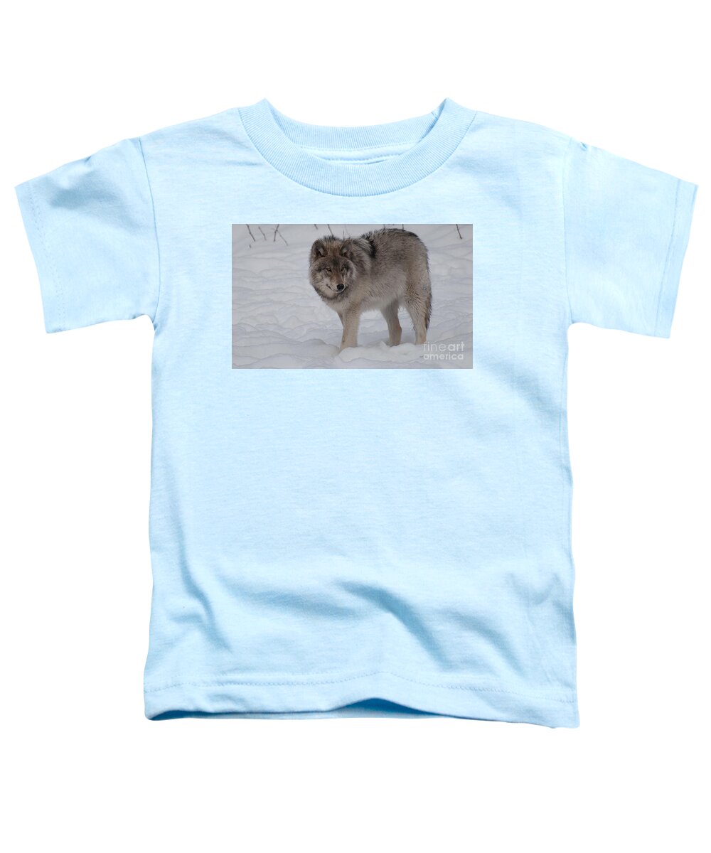 Timberwolf Toddler T-Shirt featuring the photograph Timberwolf Series 1 by Bianca Nadeau