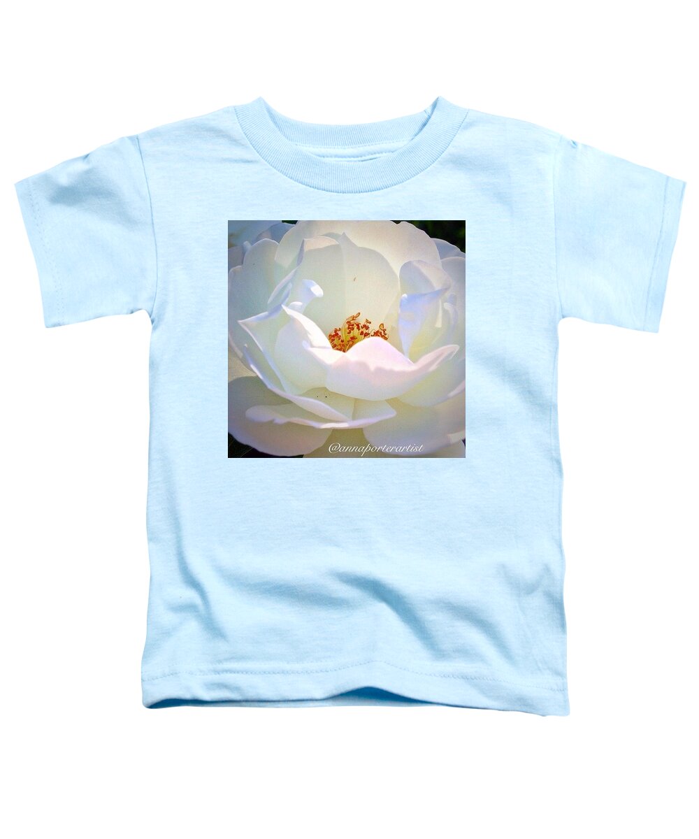 Transcendence White Rose Toddler T-Shirt featuring the photograph Transcendence White Rose by Anna Porter