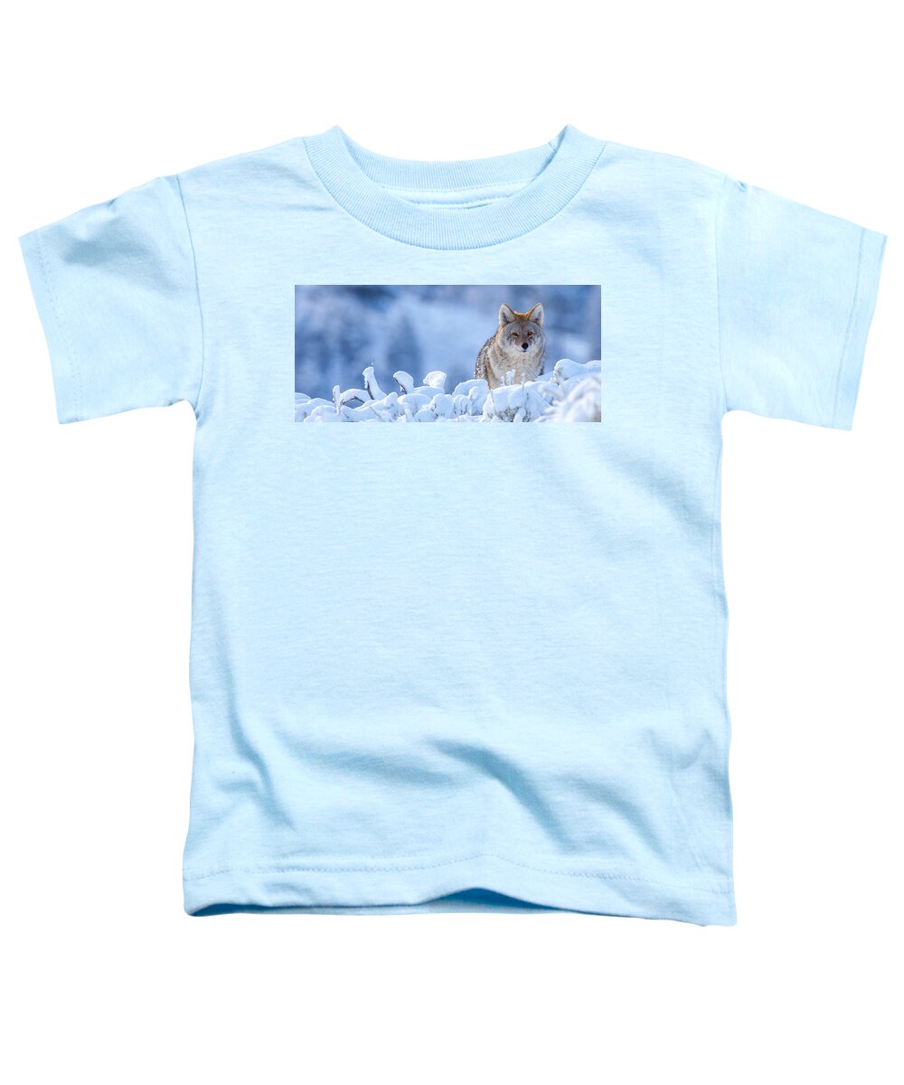 Wildlife Toddler T-Shirt featuring the photograph Winter Coat by Kevin Dietrich