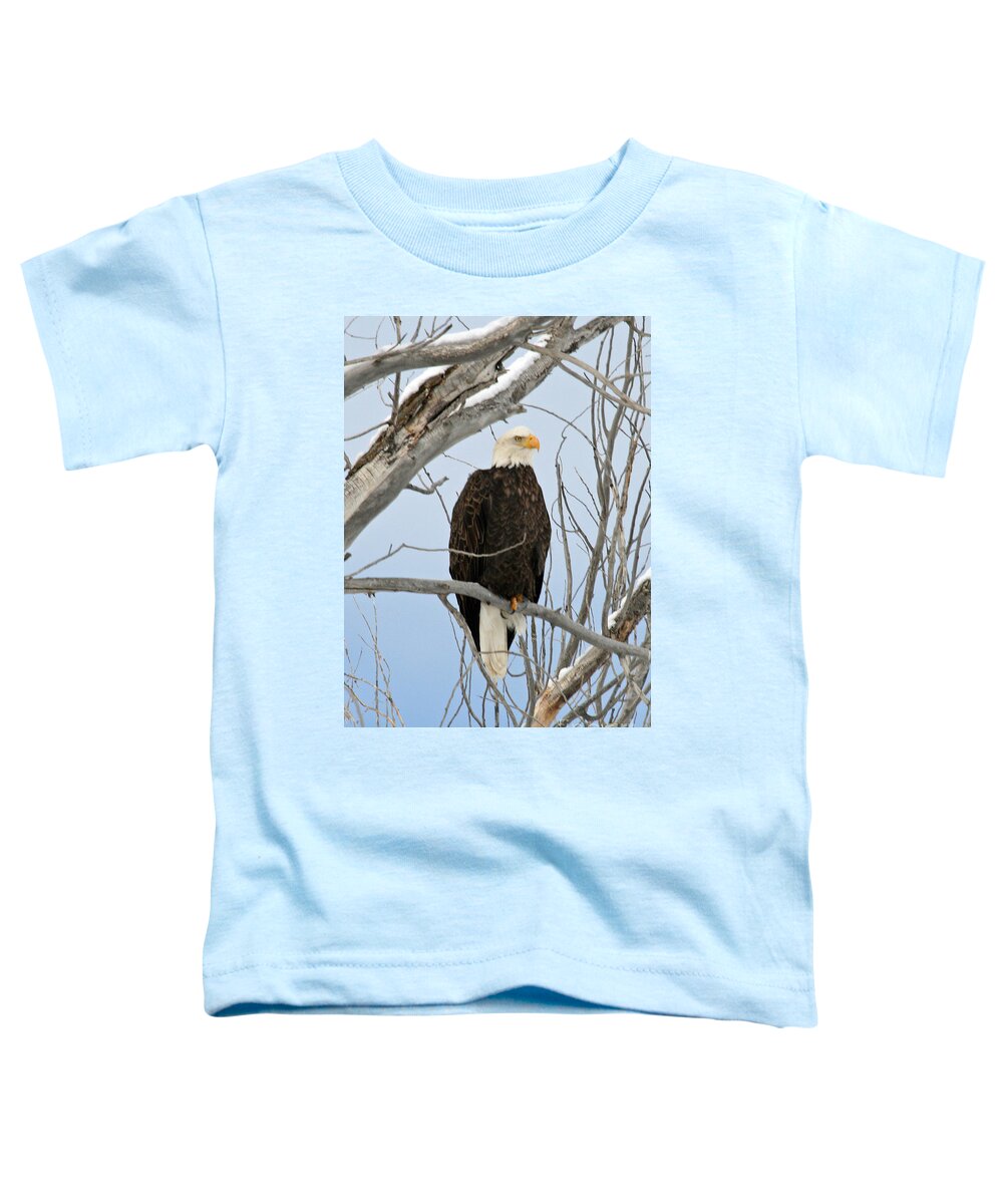 Wildlife Toddler T-Shirt featuring the photograph Winter Perch by Bob Hislop