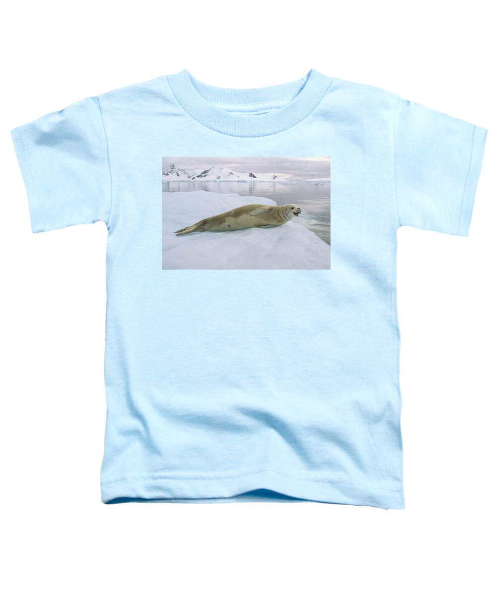Mp Toddler T-Shirt featuring the photograph Crabeater Seal Lobodon Carcinophagus by Konrad Wothe