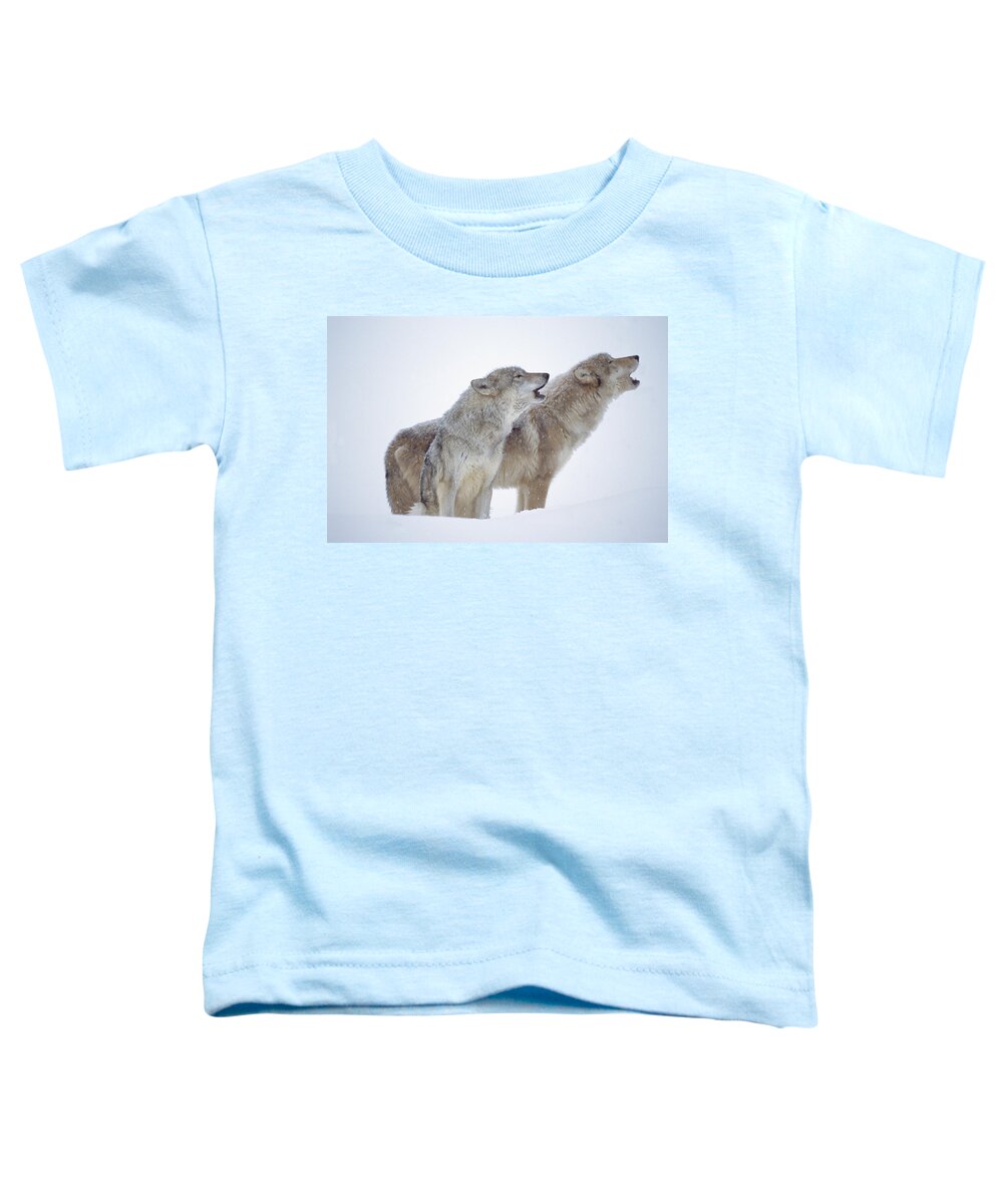 00174255 Toddler T-Shirt featuring the photograph Timber Wolf Pair Howling In Snow North by Tim Fitzharris