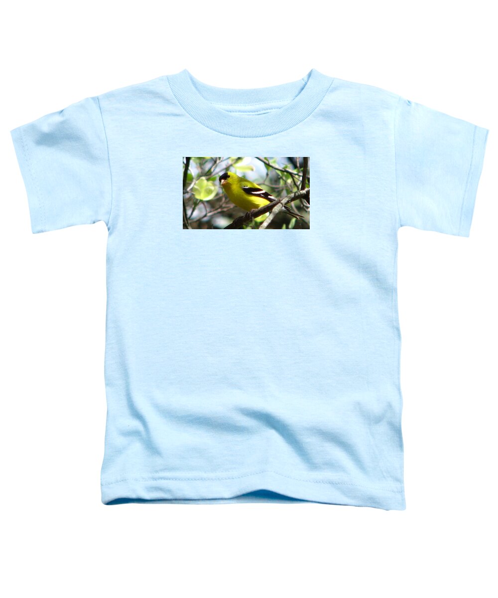 Goldfinch Toddler T-Shirt featuring the photograph Goldfinch Spring #1 by Angela Davies