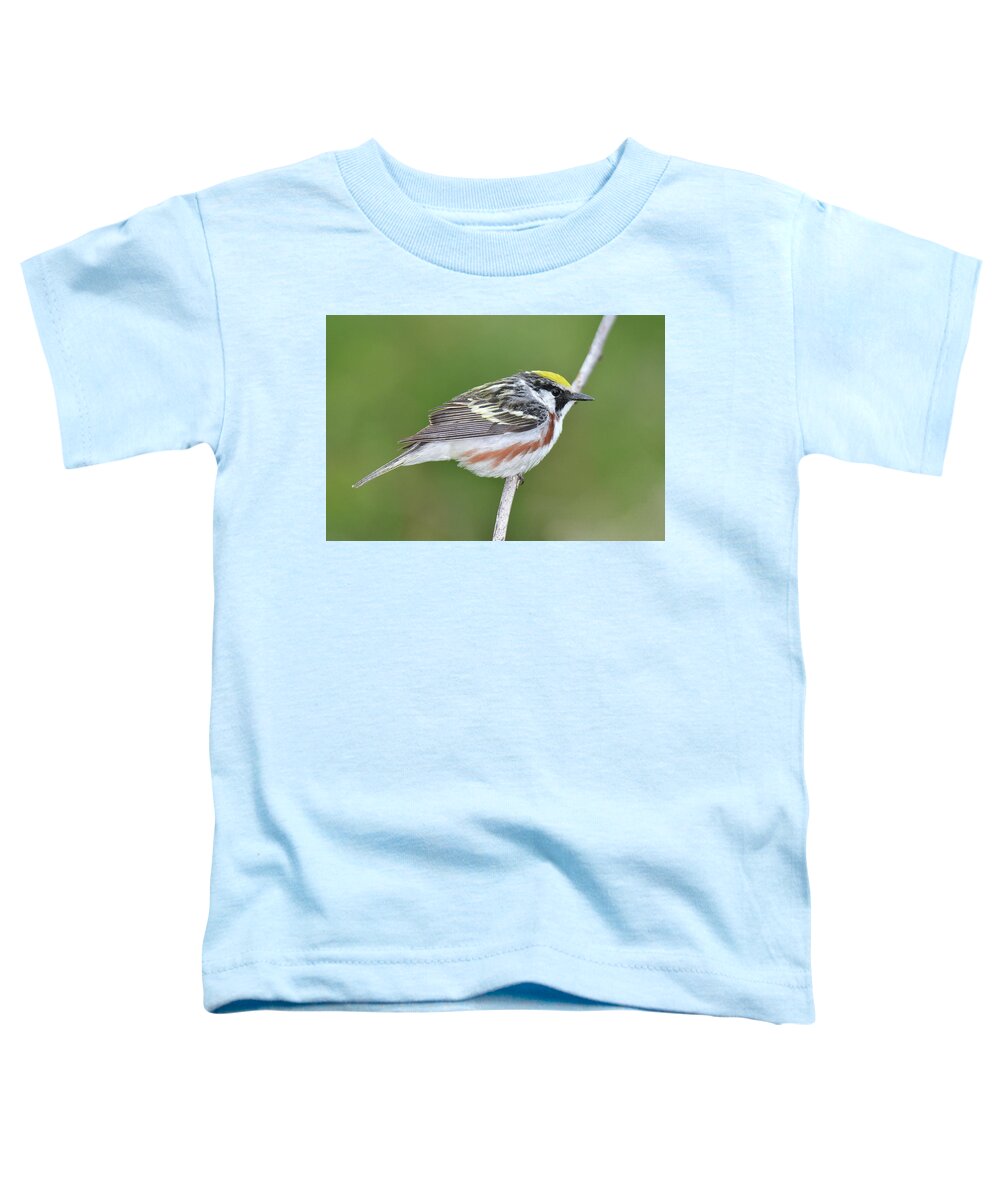 Bird Toddler T-Shirt featuring the photograph Chestnut-sided Warbler #8 by Alan Lenk
