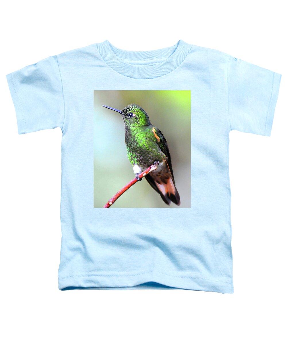 Buff Toddler T-Shirt featuring the photograph Buff Hummingbird by Ted Keller