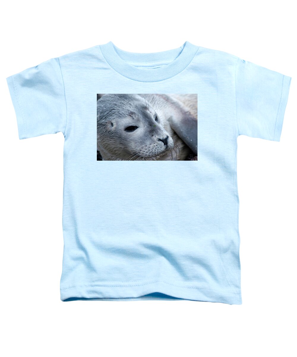 Cape Ann Toddler T-Shirt featuring the photograph Cape Ann Seal by Mike Martin
