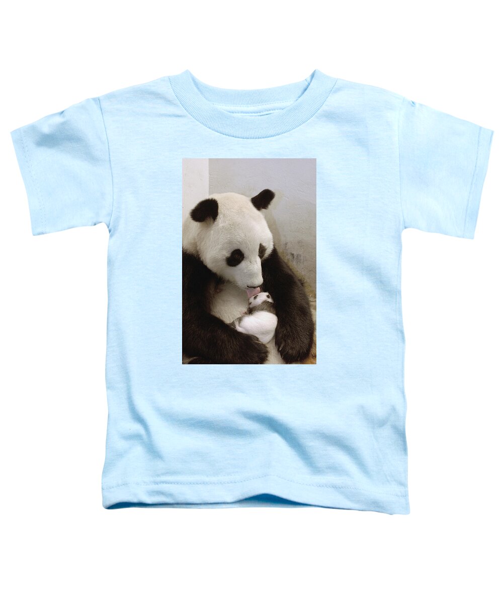 Mp Toddler T-Shirt featuring the photograph Giant Panda Ailuropoda Melanoleuca Xi by Katherine Feng