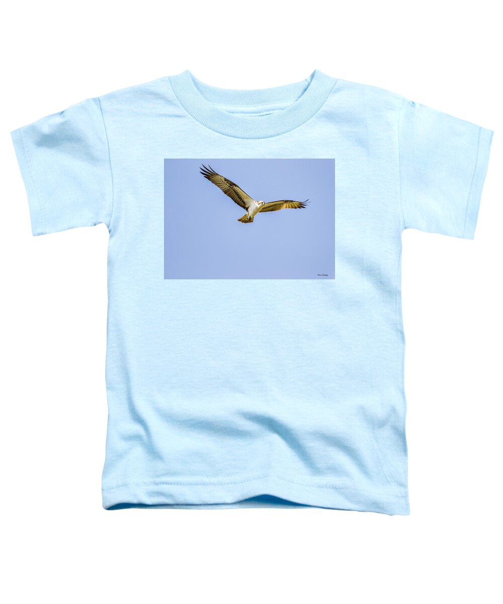 Raptor Toddler T-Shirt featuring the photograph Hovering Raptor by Fran Gallogly