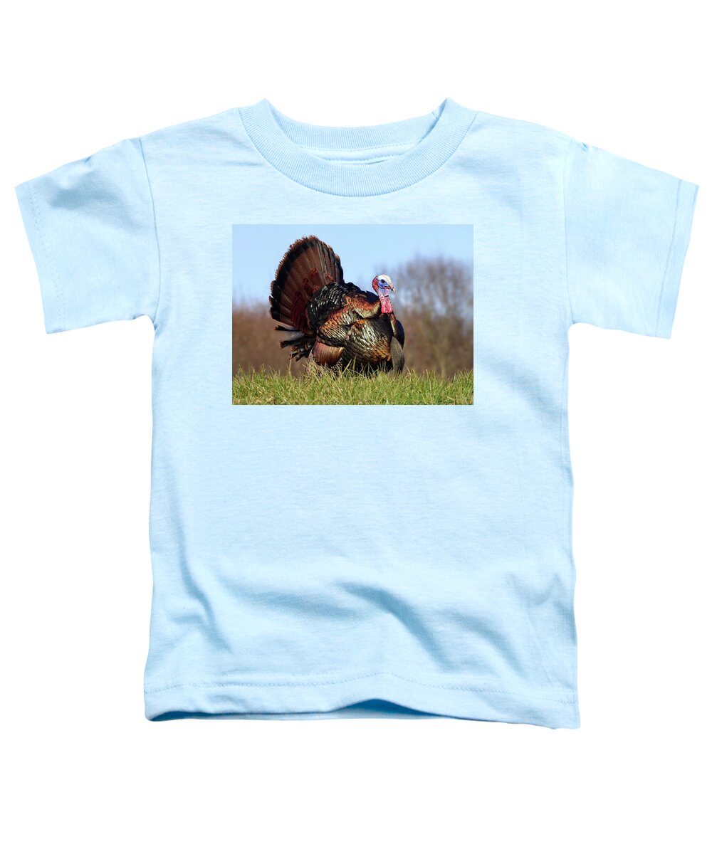 Wild Turkey Toddler T-Shirt featuring the photograph Magnificent Wild Turkey Male by Lyuba Filatova