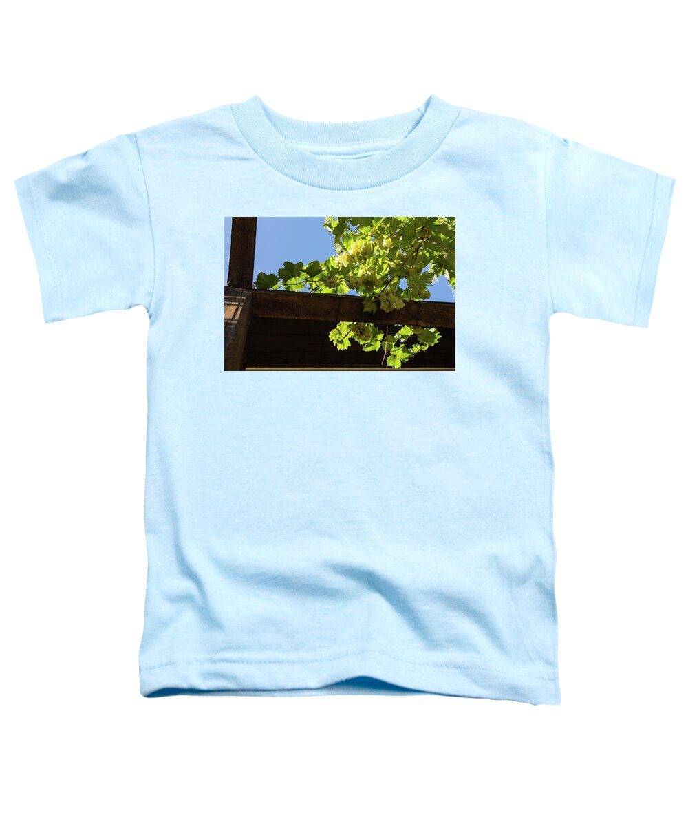 Georgia Mizuleva Toddler T-Shirt featuring the photograph Overhead Grape Harvest - Summertime Dreams of Fine Wine by Georgia Mizuleva