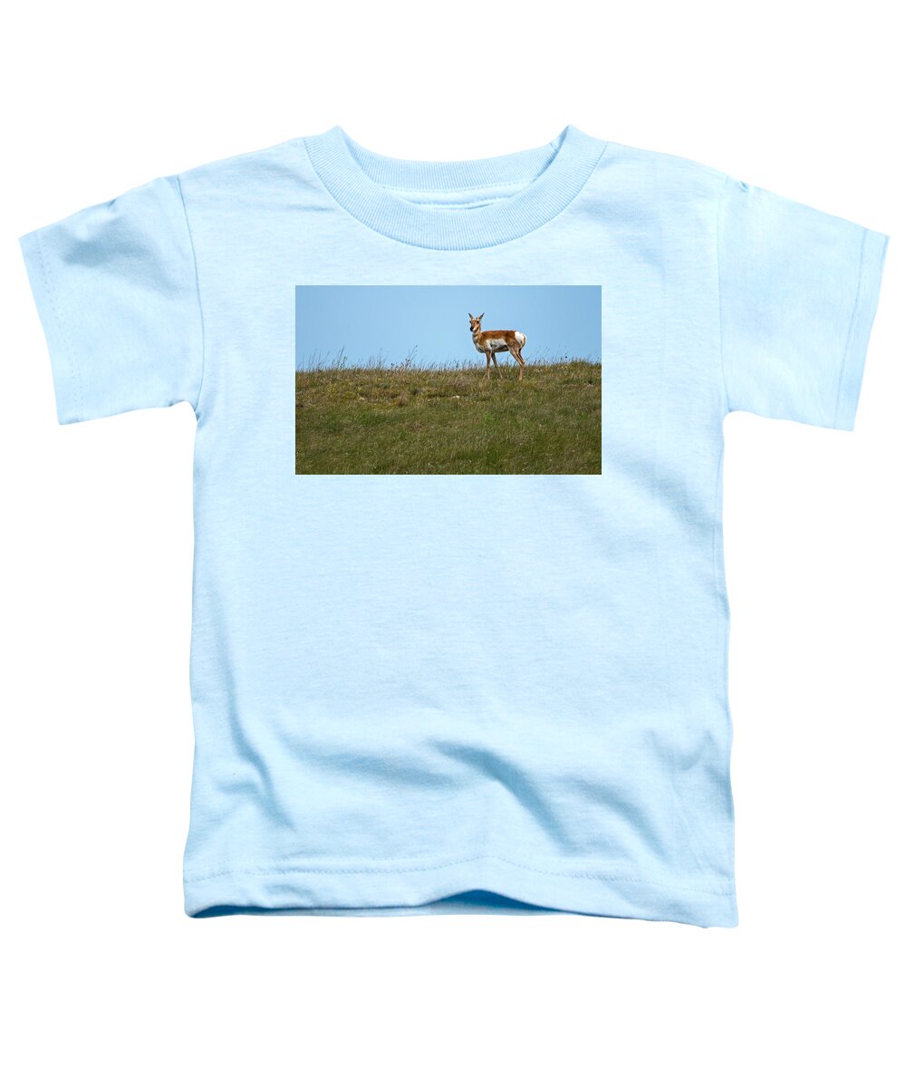 Pronghorn Toddler T-Shirt featuring the photograph Pronghorn by Ira Marcus