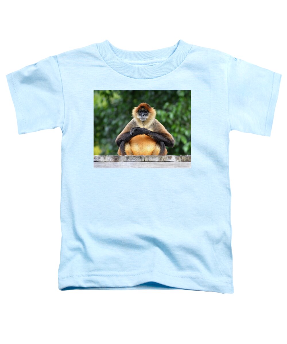 Monkey Toddler T-Shirt featuring the photograph Seated Gibbon by Artful Imagery