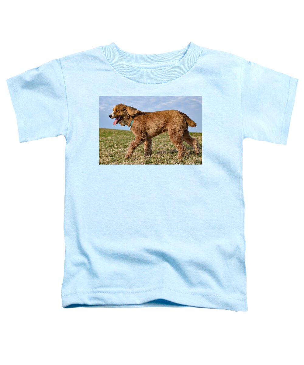 Cockapoo Toddler T-Shirt featuring the photograph Sunny Stroll by Nicole Lloyd