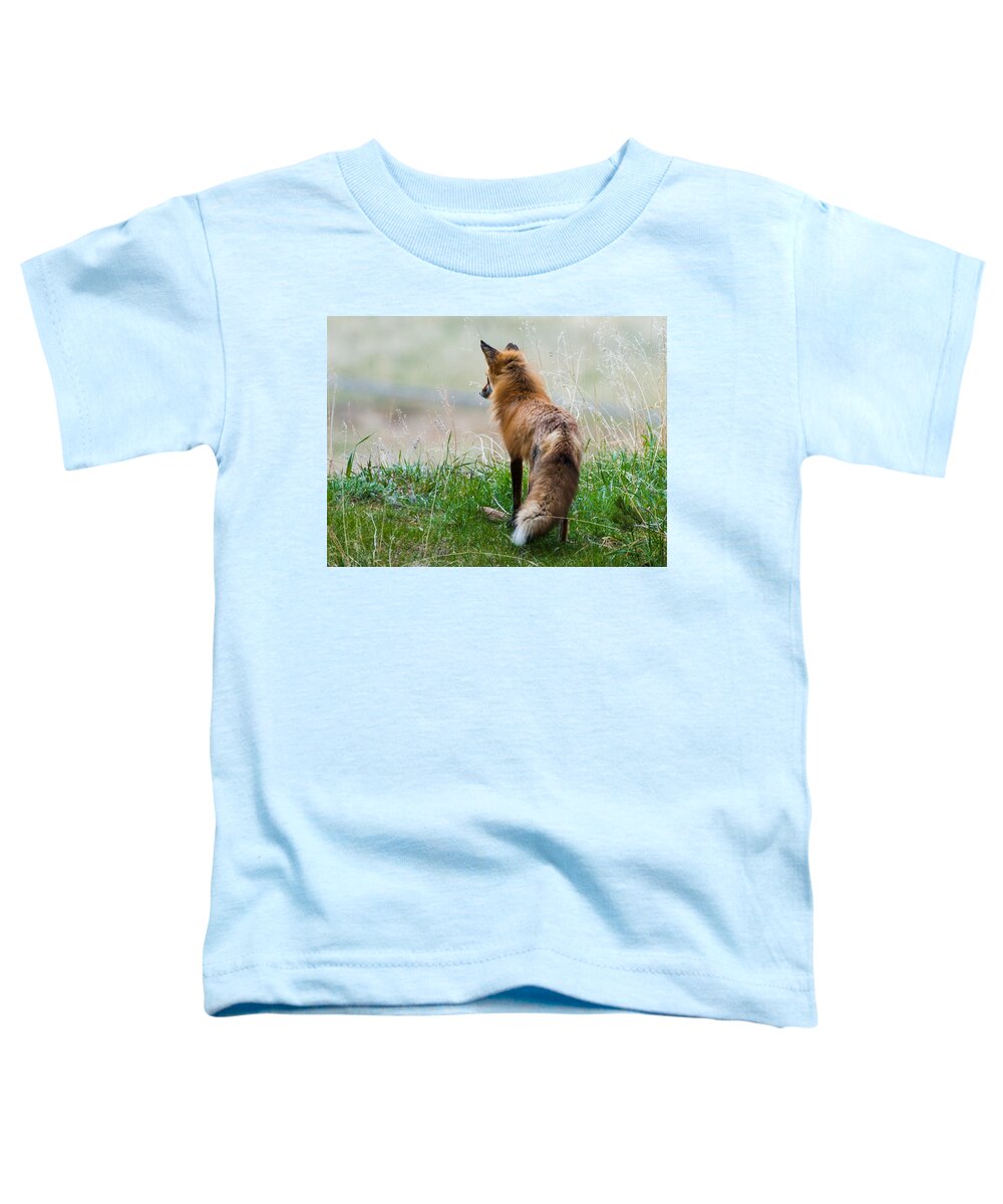 Red Fox Toddler T-Shirt featuring the photograph Surveying Her Domain by Mindy Musick King