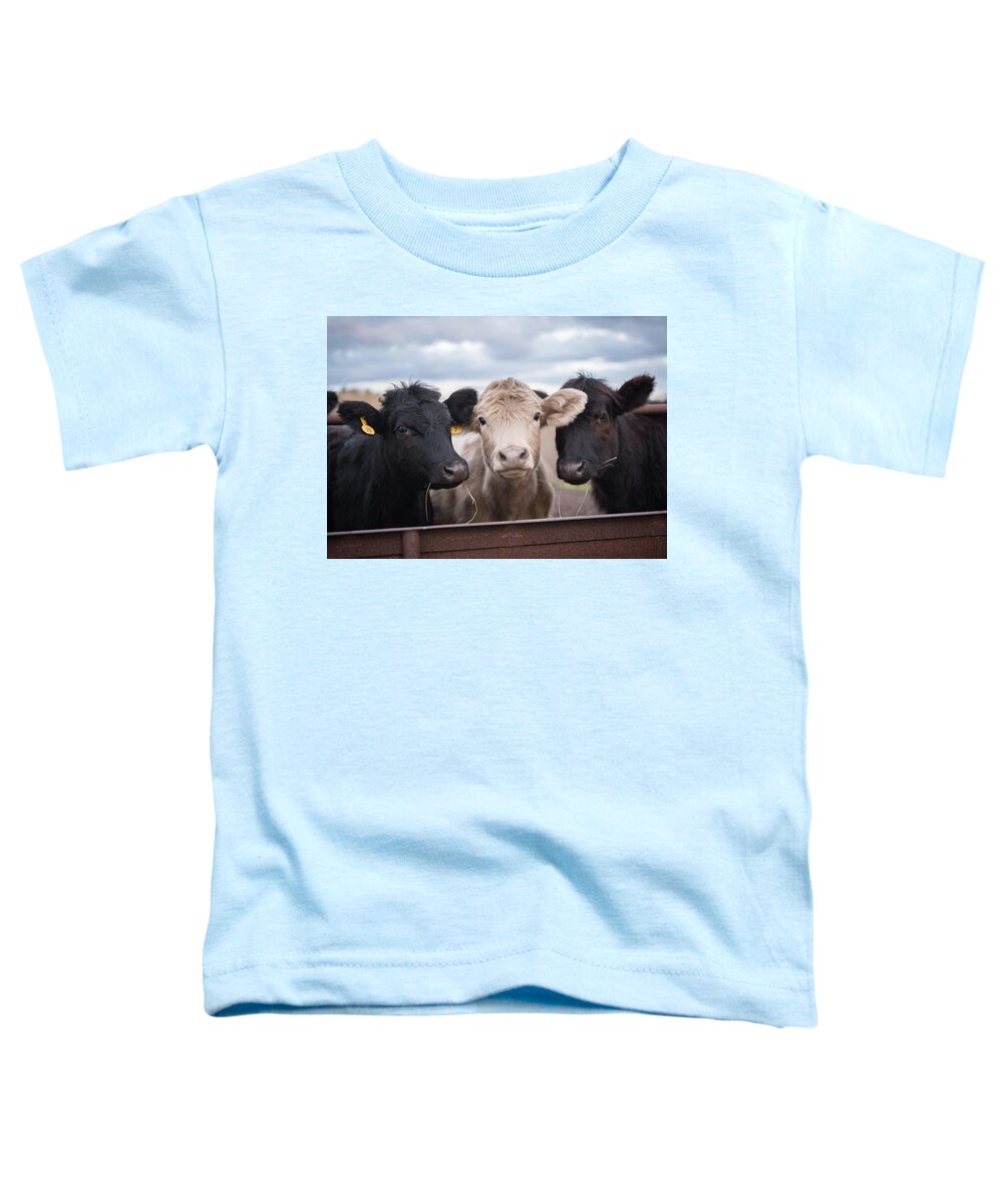Cows Toddler T-Shirt featuring the photograph We Three Cows by Holden The Moment