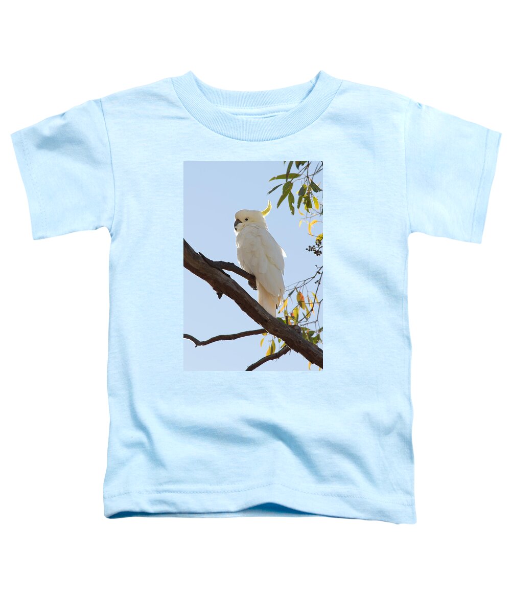 Who's That Cockatoo? Toddler T-Shirt featuring the photograph Who's That Cockatoo? -- Sulfur Crested Cockatoo in New South Wales, Australia by Darin Volpe