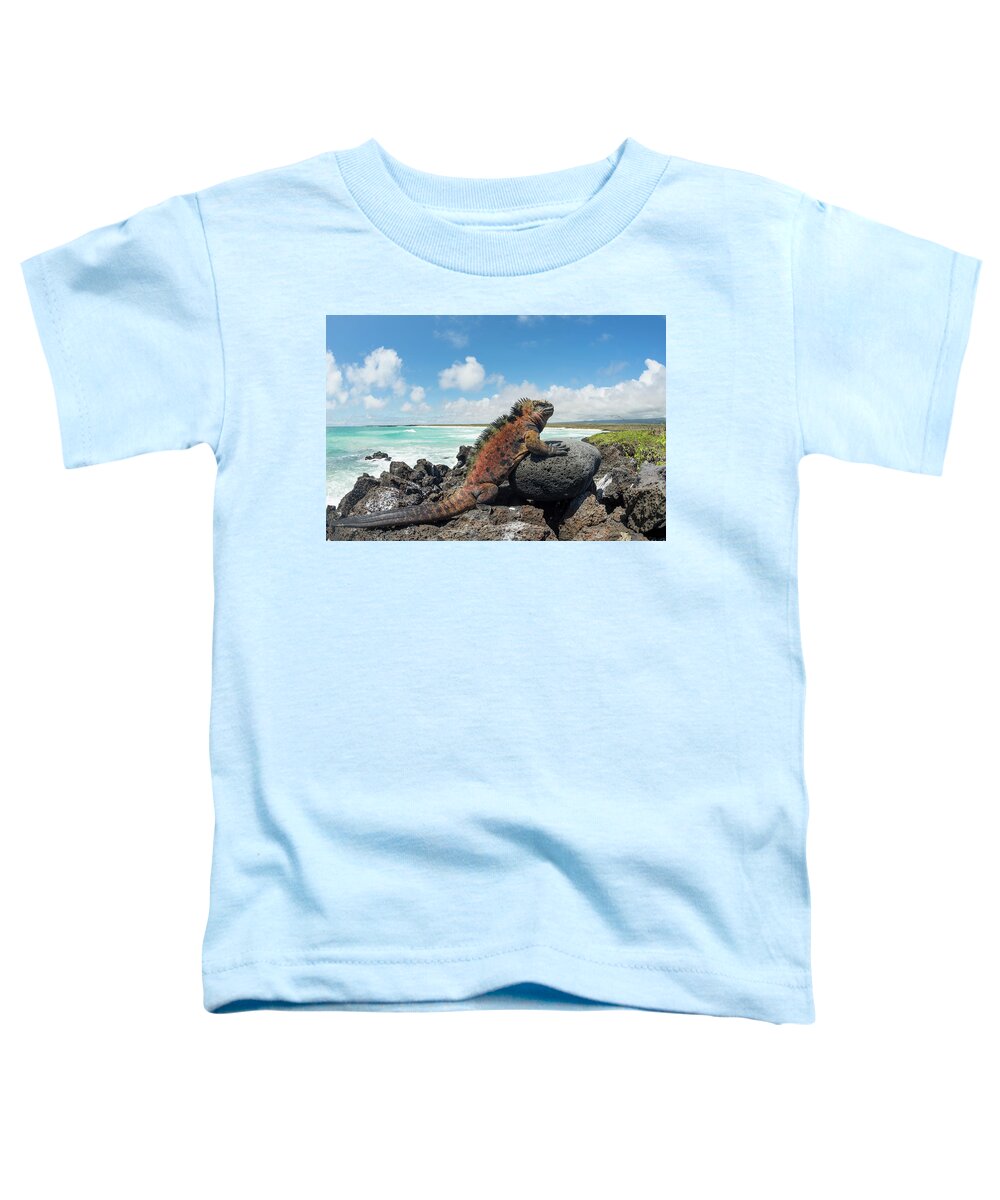 Animals Toddler T-Shirt featuring the photograph Marine Iguana Basking, Tortuga Bay #1 by Tui De Roy