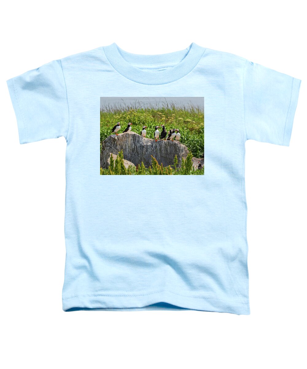 Puffins Toddler T-Shirt featuring the photograph A Gathering of Puffins by Scene by Dewey