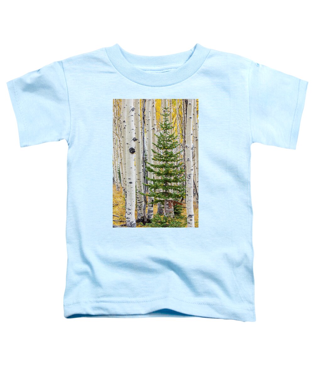 Jeff Foott Toddler T-Shirt featuring the photograph Fir Sapling In Quaking Aspen Forest by Jeff Foott